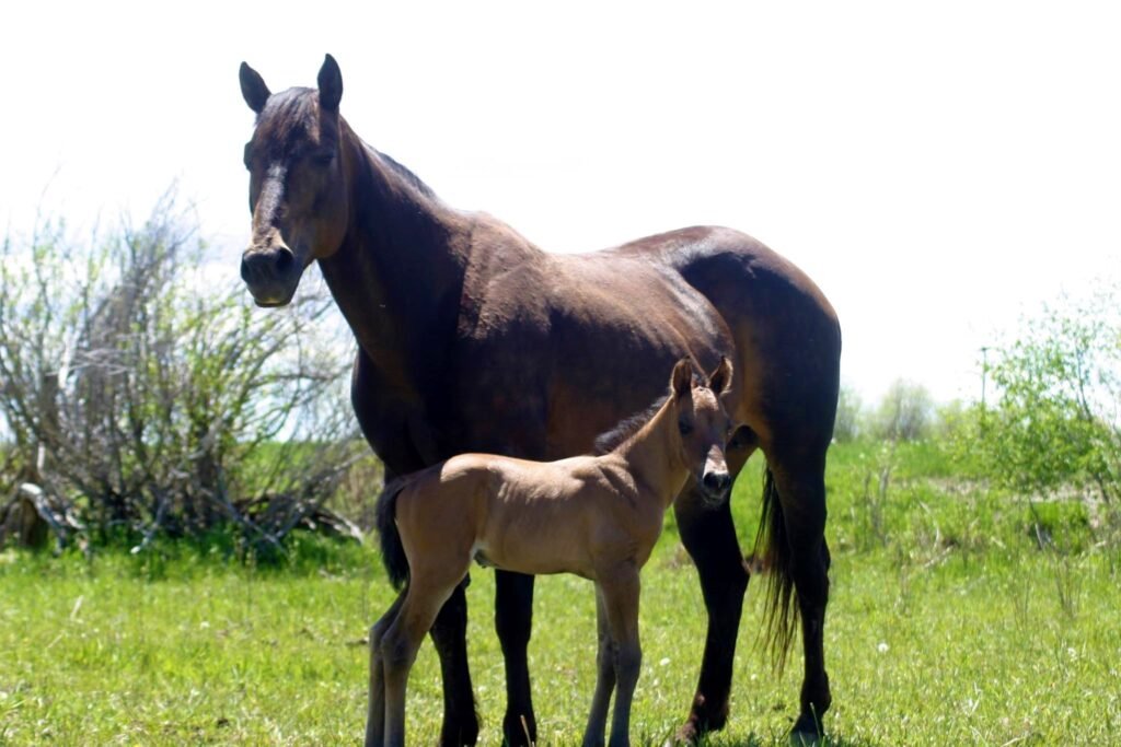mare with newborn foal